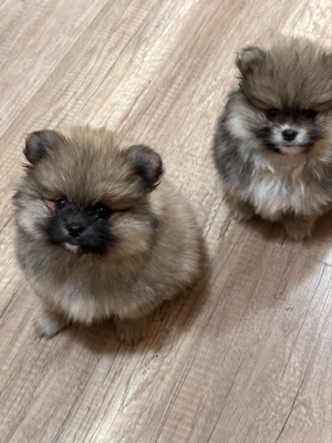 Pomeranian