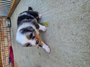 Australian shepherd 