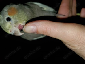 Nymphensittich, Küken Jungvogel, Super Handzahm, zahm, Futterfest, verschmust, anhänglich 