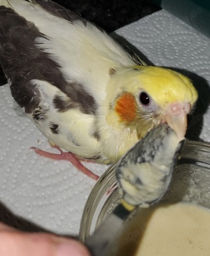 Super Handzahm, zahm, Nymphensittiche, Küken, Futterfest Bild 3