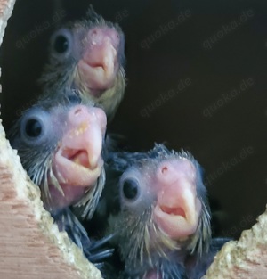 Super Handzahm, zahm, Nymphensittiche, Küken, Futterfest Bild 4
