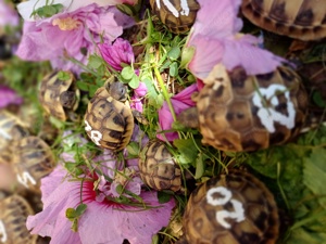 Schildkröte aus 2024 Schildkröten