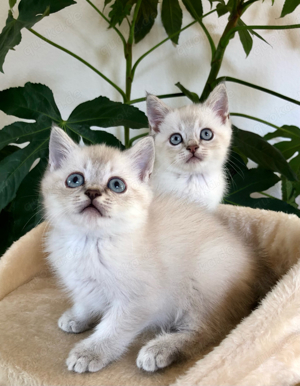 Reinrassige wunderschöne BKH Kitten mit blauen Augen