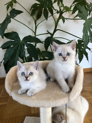 Reinrassige wunderschöne BKH Kitten mit blauen Augen