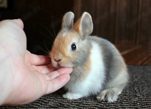 Kleine bunte Mini Löffelohr Farbenzwerge Zwerghasen Kaninchen