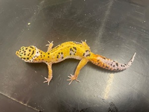 0,1 Leopardgecko Bold Jungle Emerine ph Tremper Albino