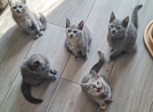 Nur noch 3 wunderhübsche reinrassige BKH-Kitten ab Ende September in liebevolle Hände abzugeben 