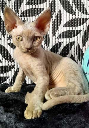 Devon-Rex WCF