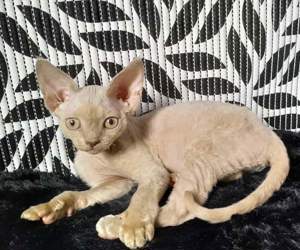 Devon Rex WCF 