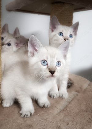 Katzenbaby Bengal snow 