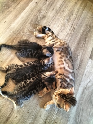 Bengal mix Kitten abgabebereit 