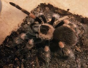 Brachypelma Hamorii  (Smithi )