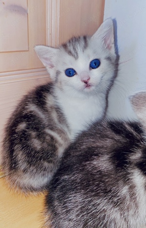 BKH Calico Kitten 