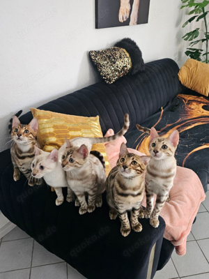 5 Wunderschöne Reinrassige Bengal Kitten abzugeben