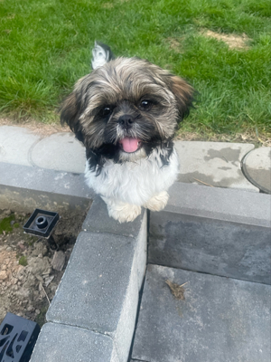 Welpen   Shih tzu