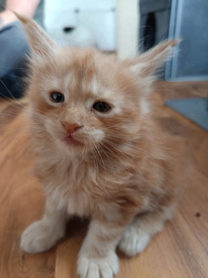 Maine Coon Kitten 