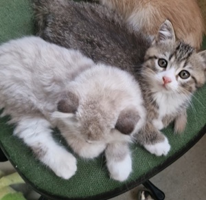 Wunderschönes BKH baby Kater ( Babykatzen   kitten   Katzen )