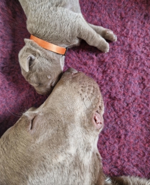 Labrador Welpen, silber mit Ahnennachweis 12.08.24 geboren