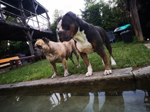 OEB Old english Bulldog Welpen