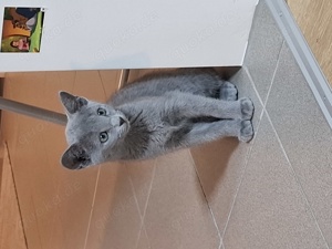 Russisch blau kitten