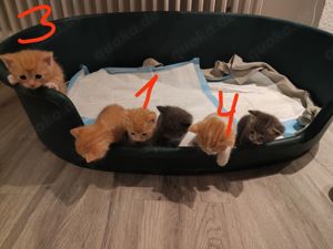 6 wunderschöne BKH Mix Kitten 