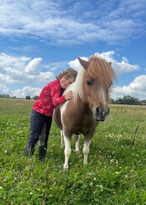 Shettystute sucht Reitbeteiligung 