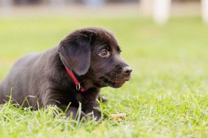 Hunde welpe rüde 