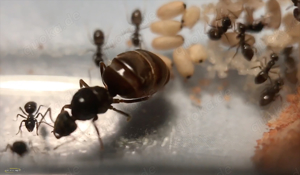 Lasius niger 