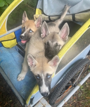 Akita & Husky Mix Welpen