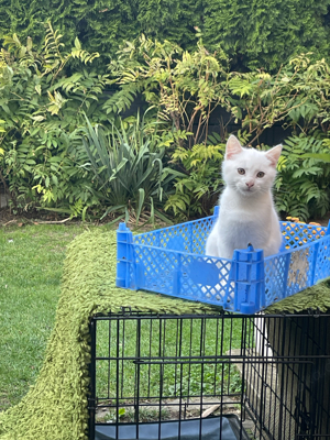 Kitten, verschmustes Katerchen in weiss