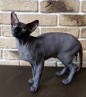 Deckkater Canadian Sphynx reinrassig, Stammbaum