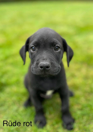 Labrador - Mix Welpen