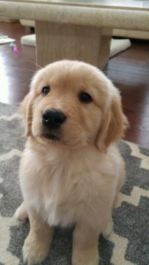 Golden Retriever 