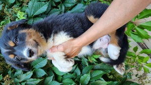 Australian shepherds zuverkaufen 