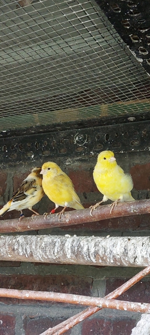 Junge Vögel aus Volierenhaltung 