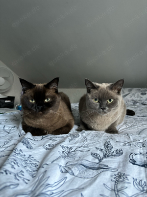 katze mama&tochter