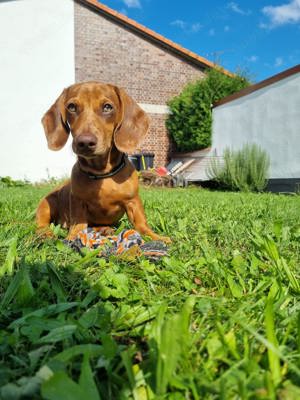 Dackel Dachshund zu verkaufen