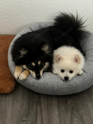 pomsky sucht dringend neues zuhause