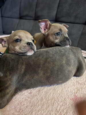 Französische Bulldogge Poket Bully mix welpen 