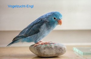 Blaugenick Sperlingspapageien 