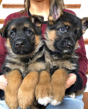 Es sind reinrassige lang- und kurzhaarige Schäferhundwelpen erhältlich