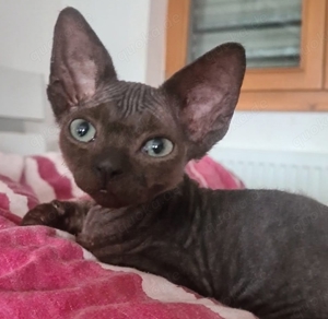 Devon Rex kitten mit Ahnentafel 