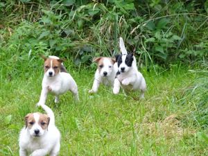 Lustige Jack-Russell-Bande freut sich auf Besuch!