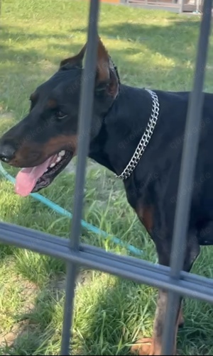 Dobermann rüde 4 jährig 