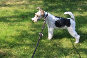  Drahthaar Foxterrier Rüde.