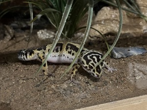 2 Leopardengeckos gerne inkl. Terrarium und Zubehör