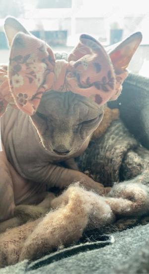 Lili super liebe Sphynx Nacktkatze sucht  dringend eine neue Familie  gegen Schutzgebühr