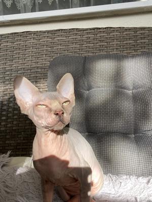 Lili super liebe Sphynx Nacktkatze sucht ein neues Zuhause 