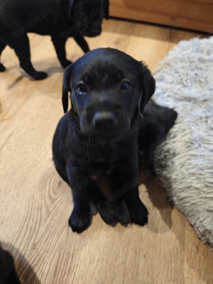 Labrador - Golden Retriever - Mix Welpen