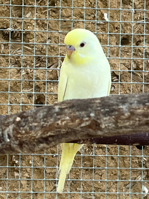 Wellensittiche Albino und Gelbgesicht Albino Henne